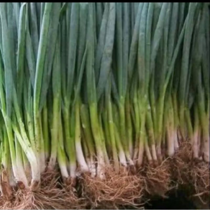 

daun bawang murah 4000-16000. 250grm -1/2kg-1kg