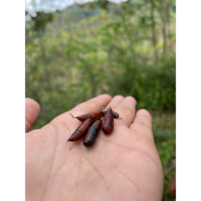 

entung ungkrung ungker jati asli wonogiri ( sangrai )