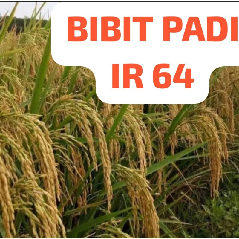 BIBIT PADI IR 64                        Kemasan 10 Kg
