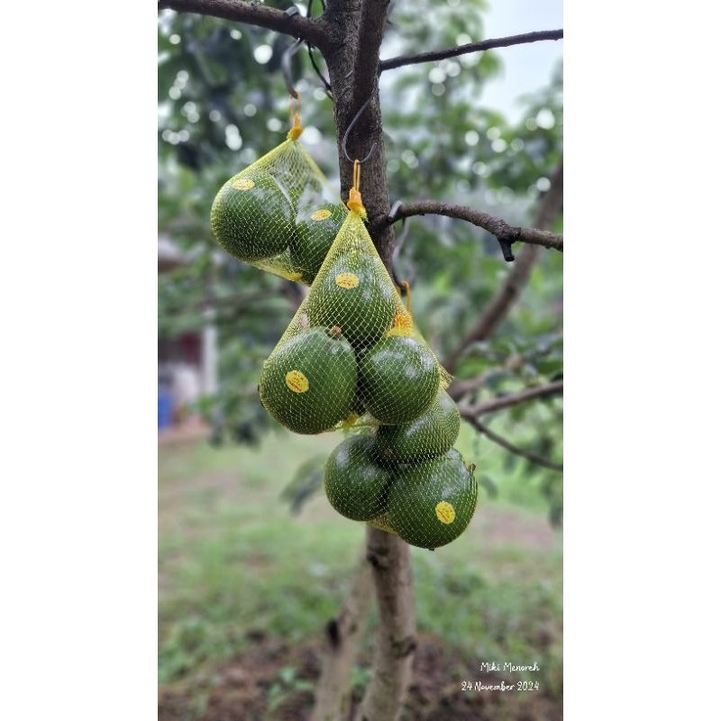 

[1kg] Alpukat Miki Premium Organik [isi 2buah]