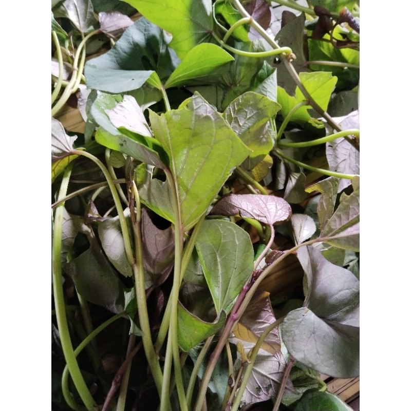daun ubi jalar ungu segar 500gram