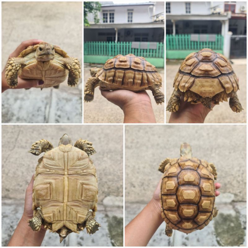 SULCATA IVORY SIZE 15-16cm