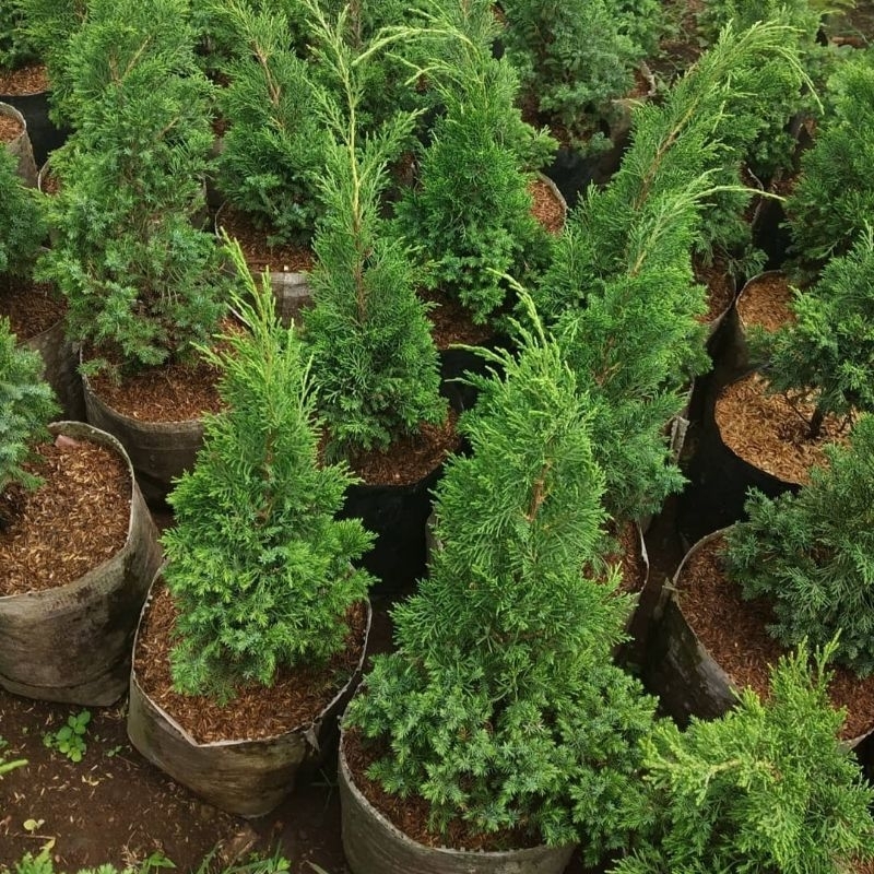 Cemara papua / pua pua bibit tanaman hias pohon penghijauan