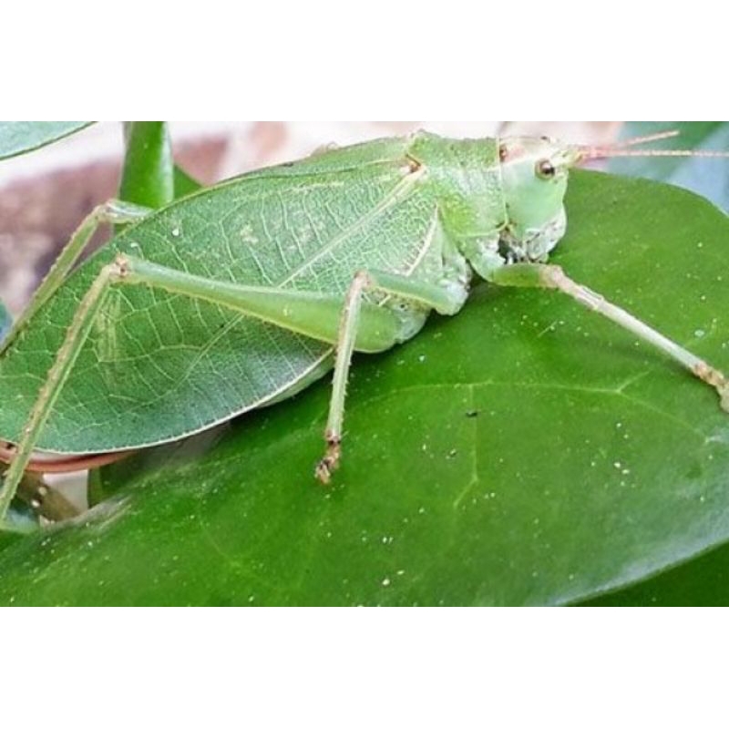 Walang ecek/belalang daun/ppyllium