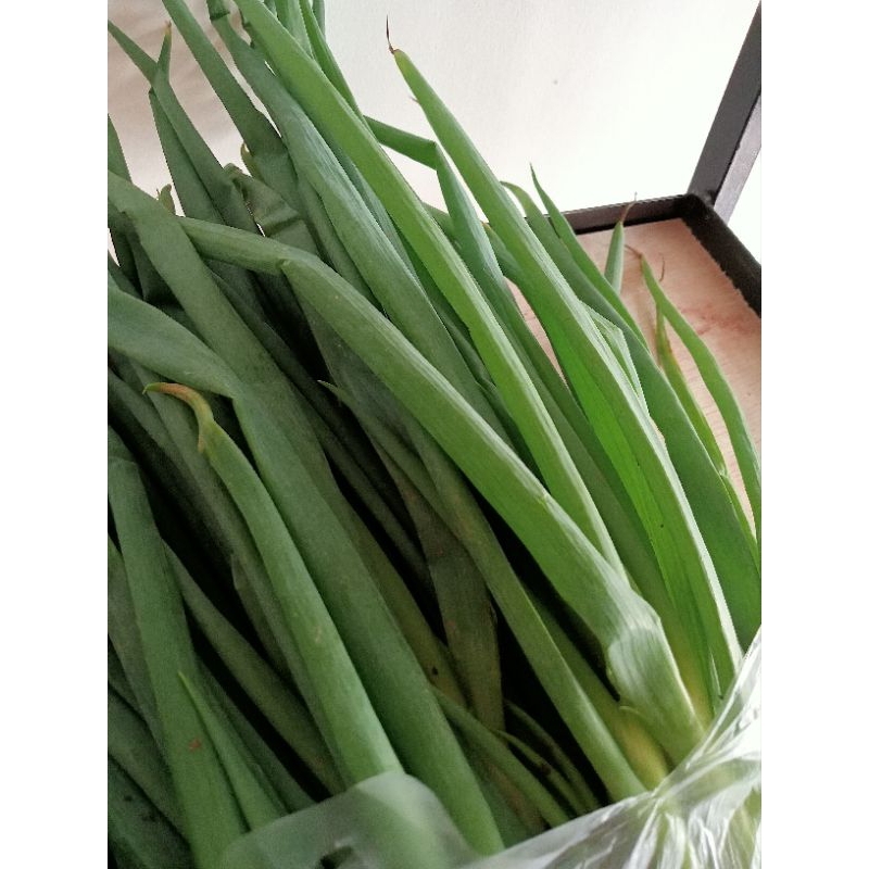 

Daun Bawang (Loncang)