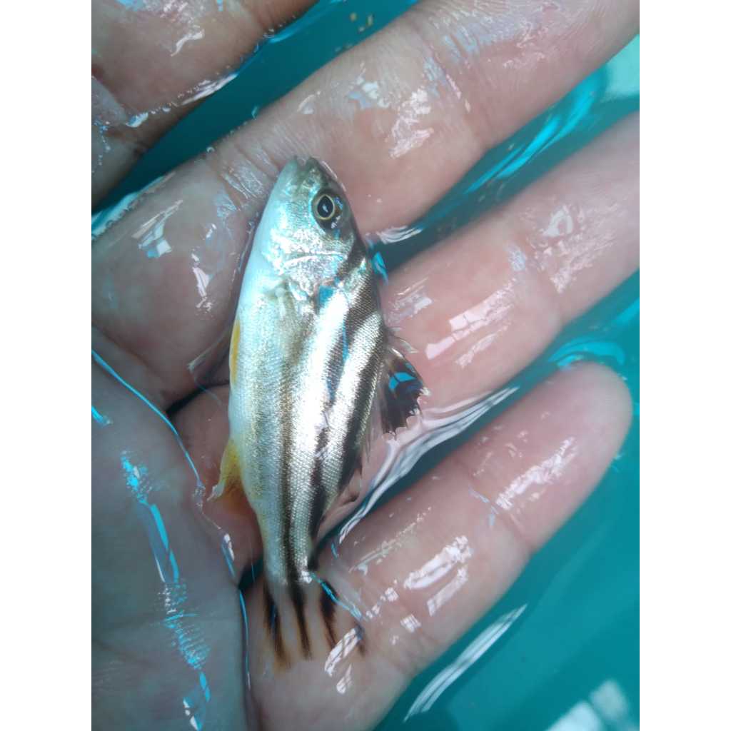 Terapon - Ikan Hias Air Laut