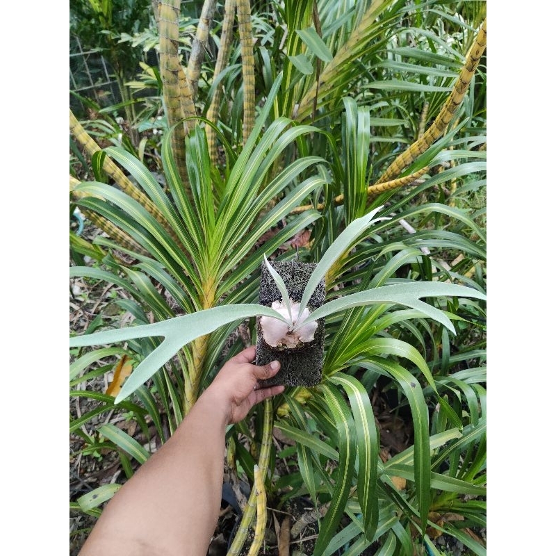 platycerium blue boy