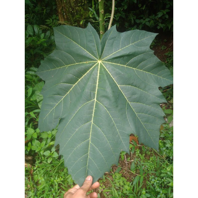 

satu lembar daun pepaya/gedang segar