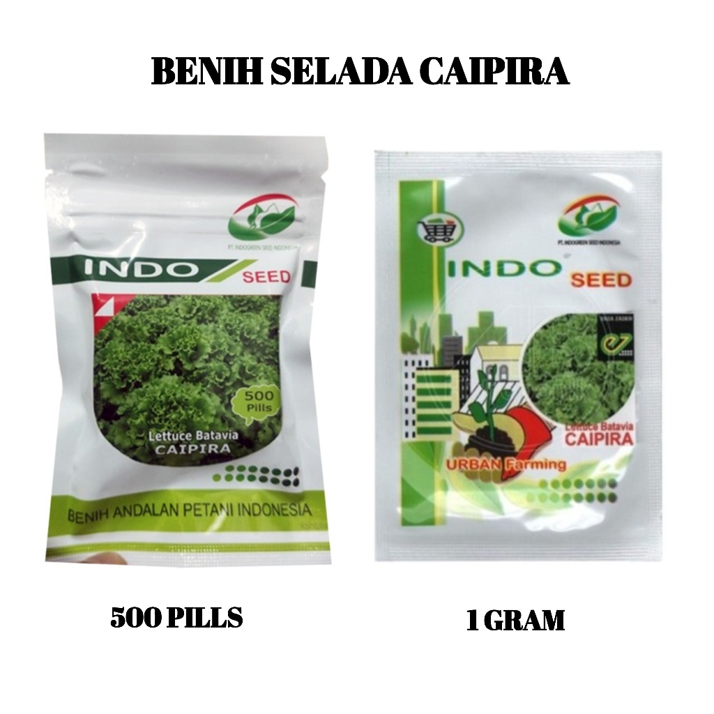 Benih Bibit Selada Caipira Batavia Lettuce Biji Indo Seed Hidroponik