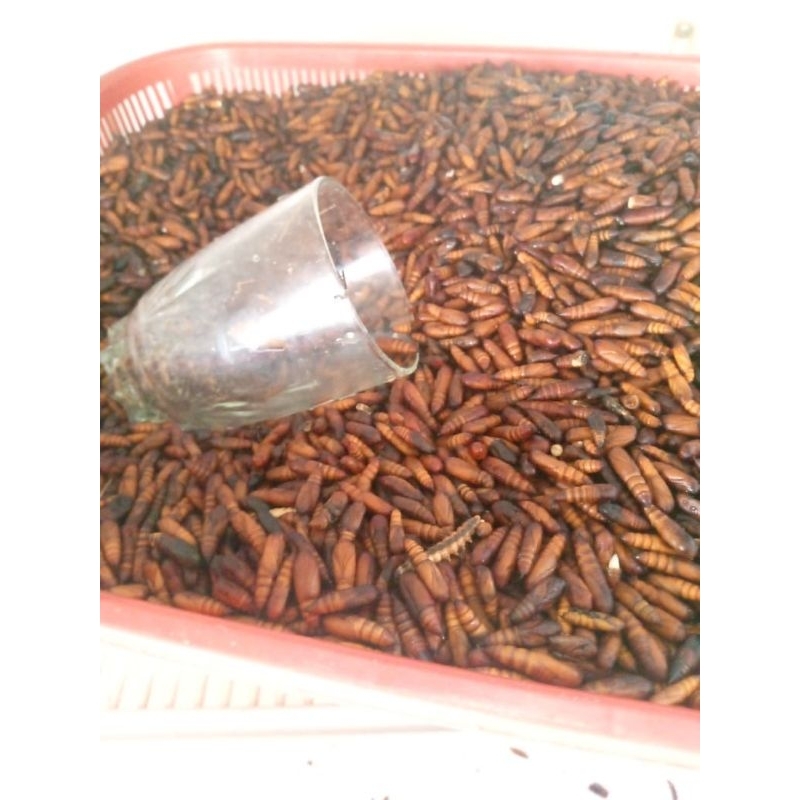 

UNGKER / ENTUNG JATI / UNGKER BLORA 1KG