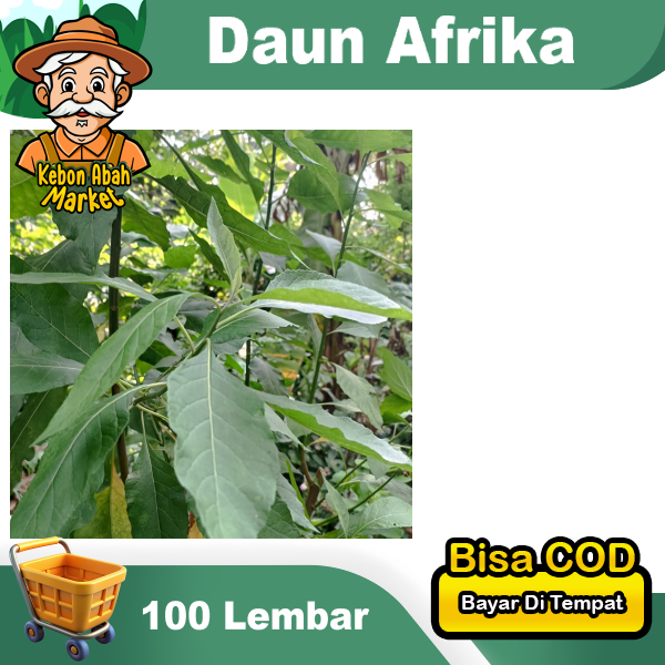 

Daun Afrika 100 Lembar