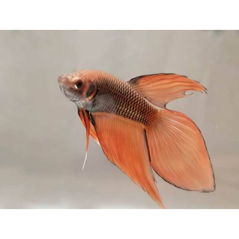 

Sticker veiltail warna random best