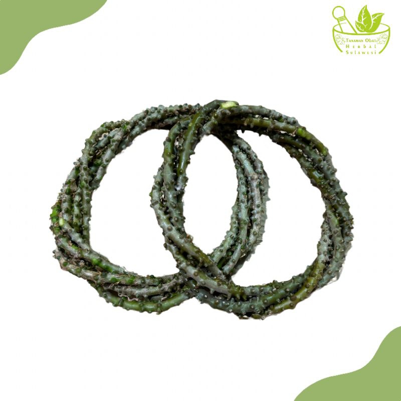 

Brotowali Segar/Bratawali Segar (350 Gram)