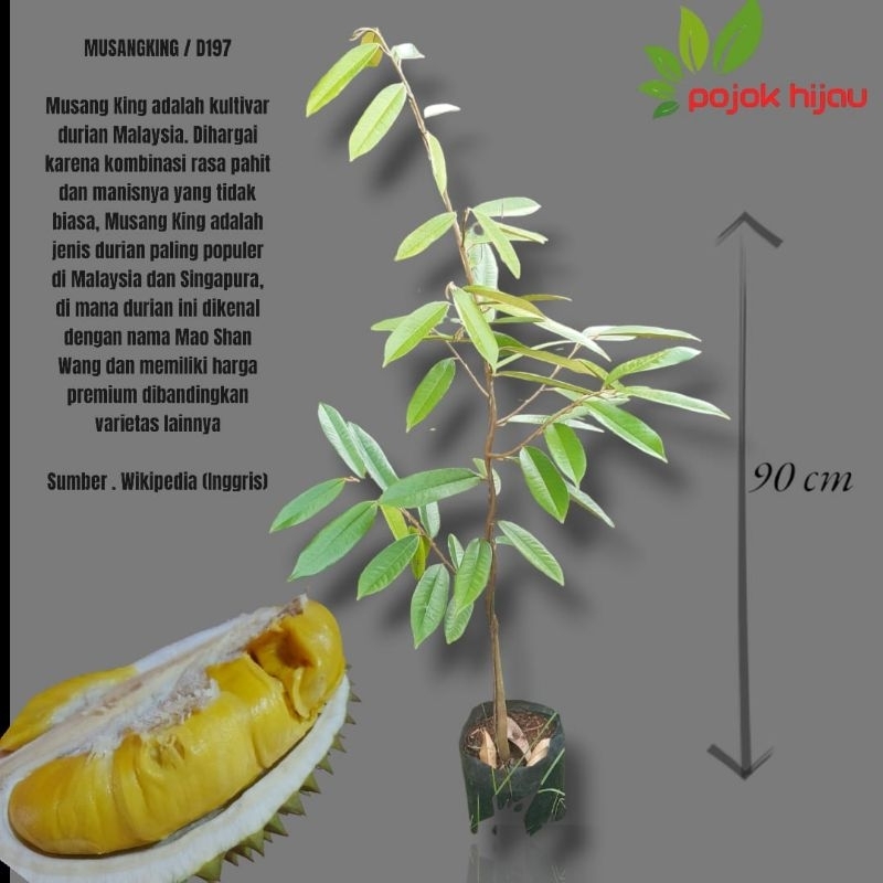 BIBIT DURIAN UNGGUL MUSANGKING GRATIS PACKING KAYU