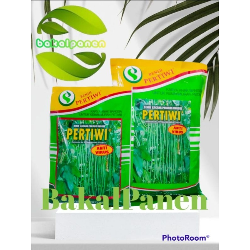 Benih bibit kacang panjang PERTIWI anti virus