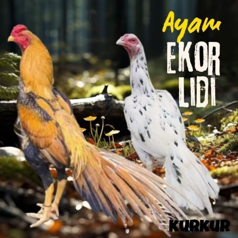 

telur ayam ekor lidi original bisa untuk di tetaskan