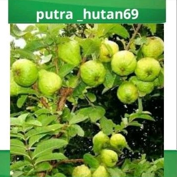 BIBIT JAMBU BIJI BANGKOK THAILAND ASLI