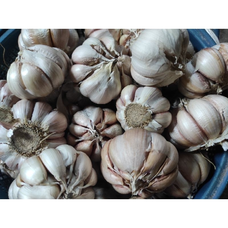 

bawang putih import sinco bersih 1 kg