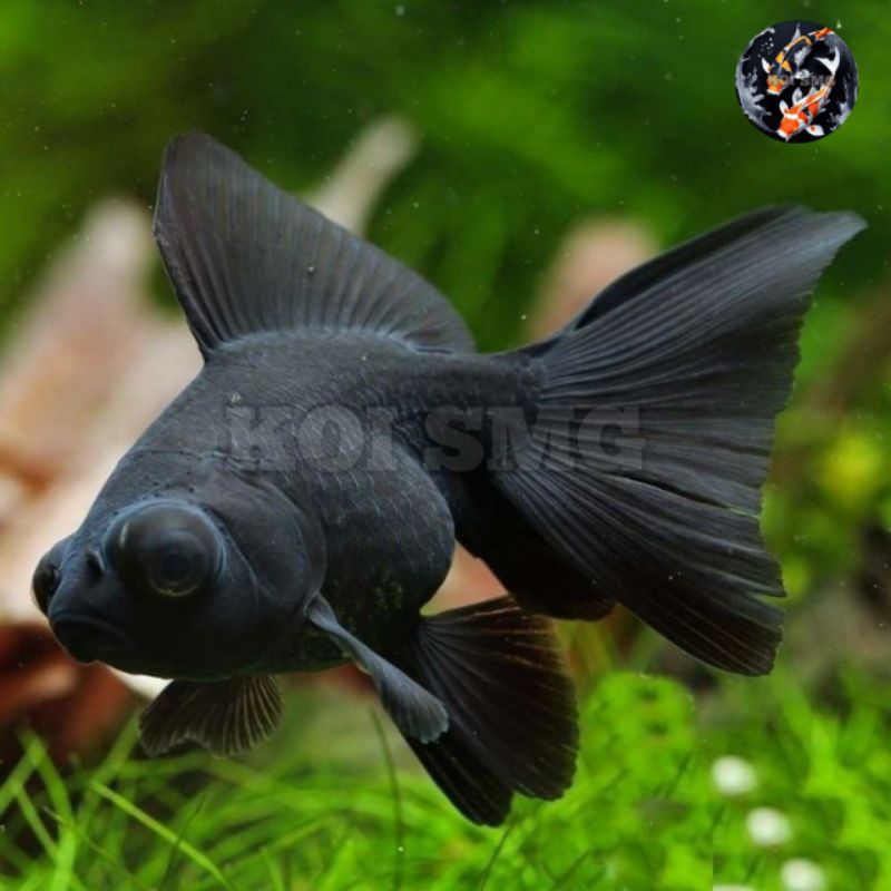 Ikan Mas koki Black Moor JUMBO UK 4 jari