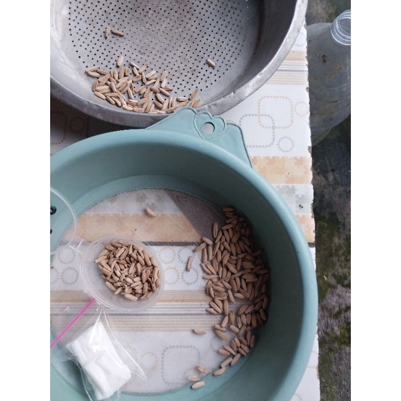 Biji Seed Benih Dari Induk Adenium Bunga Tumpuk