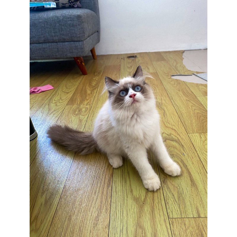 Kucing Ragdoll Bicolor Simetriss Jantan Pekat
