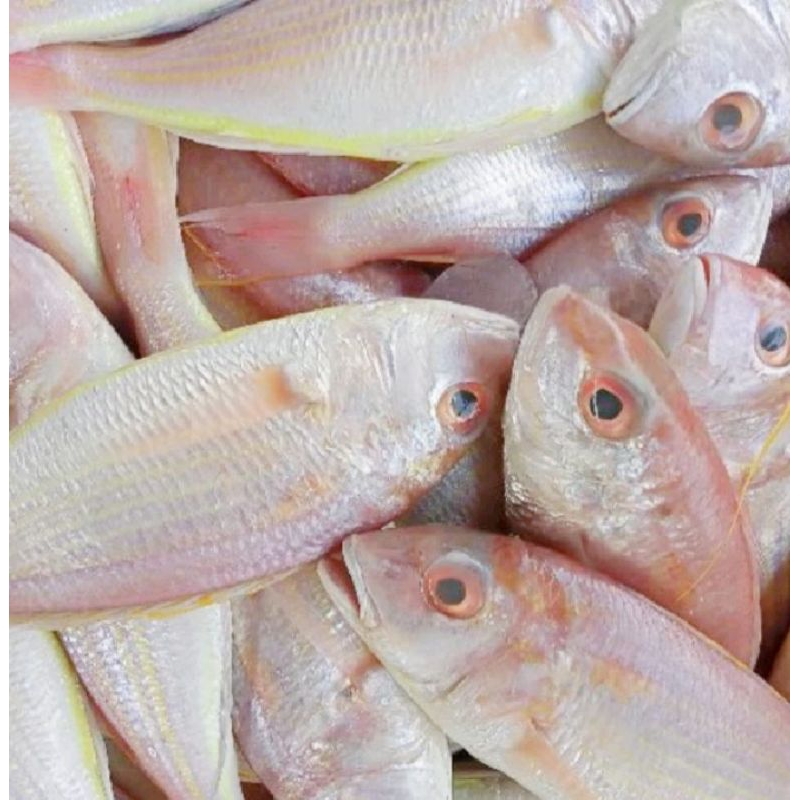 

Ikan Merah Segar 500-1 kg