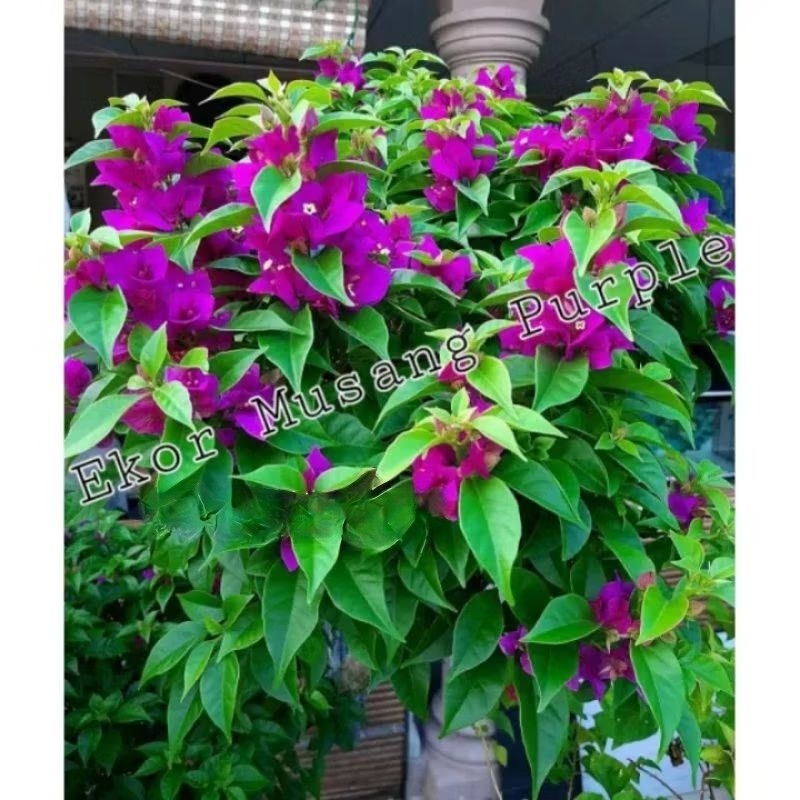 Tanaman hias Bougenville ekor musang ungu - tanaman genvil ungu