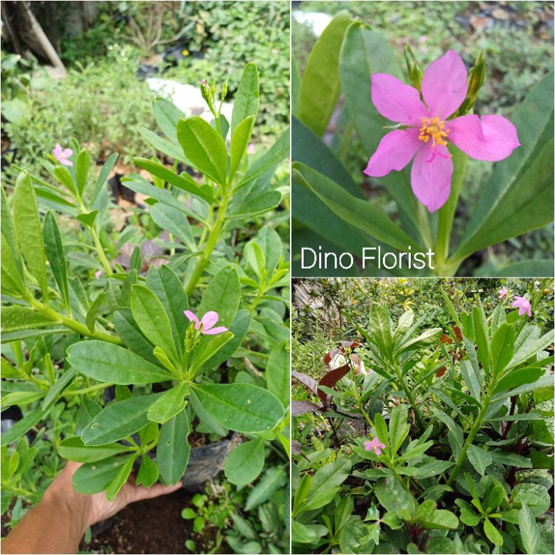 Bibit Tanaman Herbal Ginseng Jawa / Kolesom Jawa