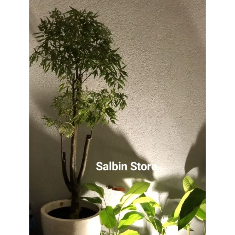 Tanaman Hias Bonsai Kedondong Laut