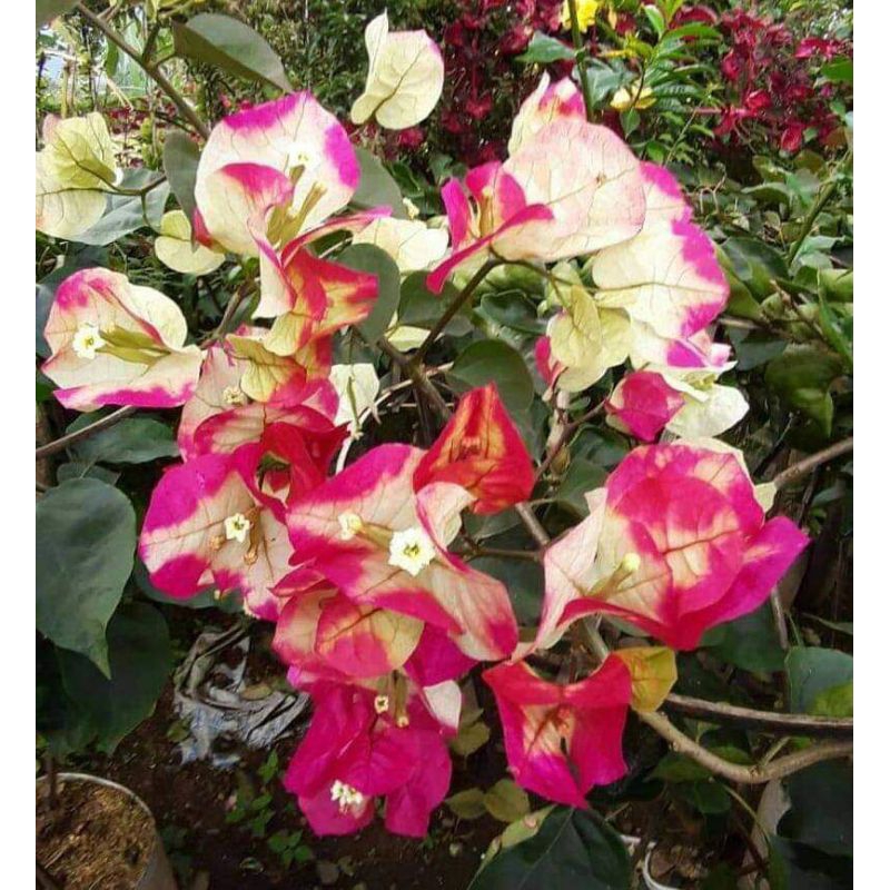 Stek batang bougenville import Citra india batang besar