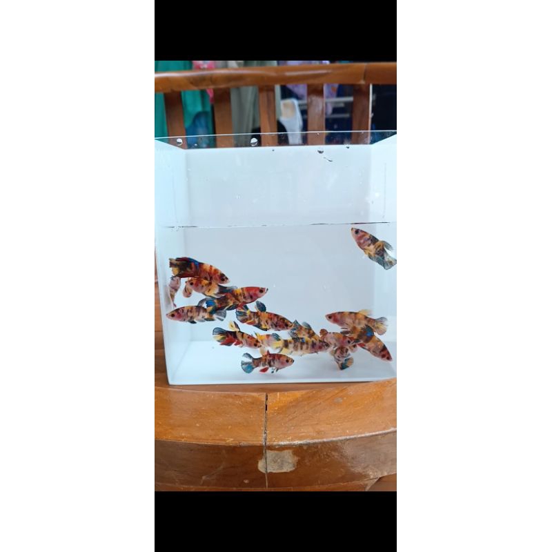 

Yellow base Multycolor female