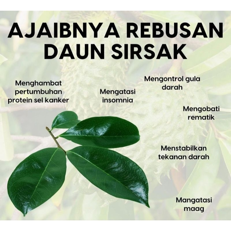 

daun sirsak herbal per 100 gram