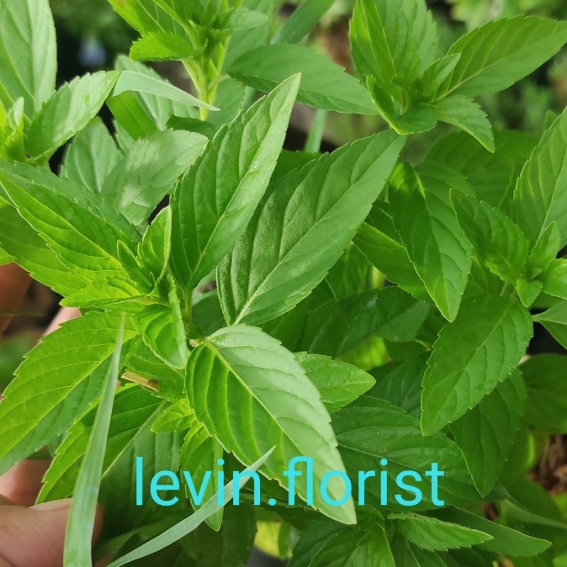 Mentha piperita / peppermint mint / bibit tanaman hias bunga obat herbal bahan minuman