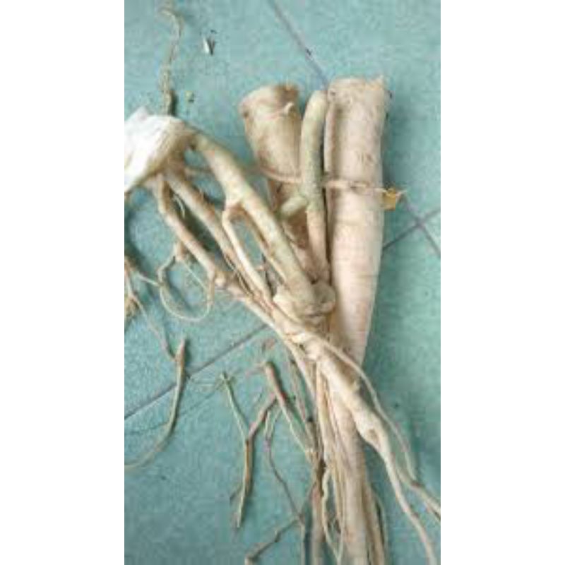 

akar pepaya segar 1kg