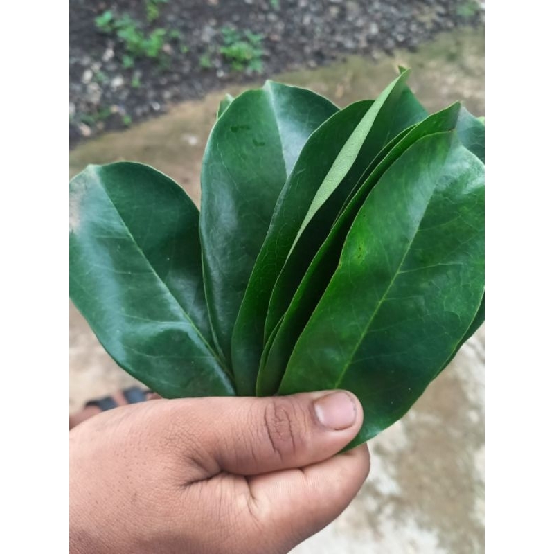 

Daun sirsak organik 100 lembar