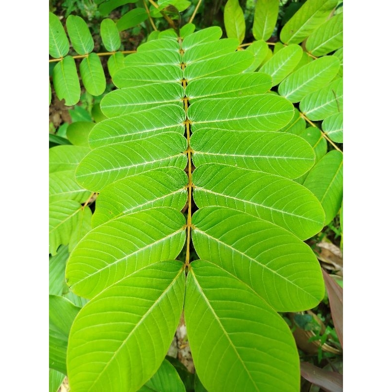 

Daun ketepeng cina / daun kimanila obat gatal 500gram segar