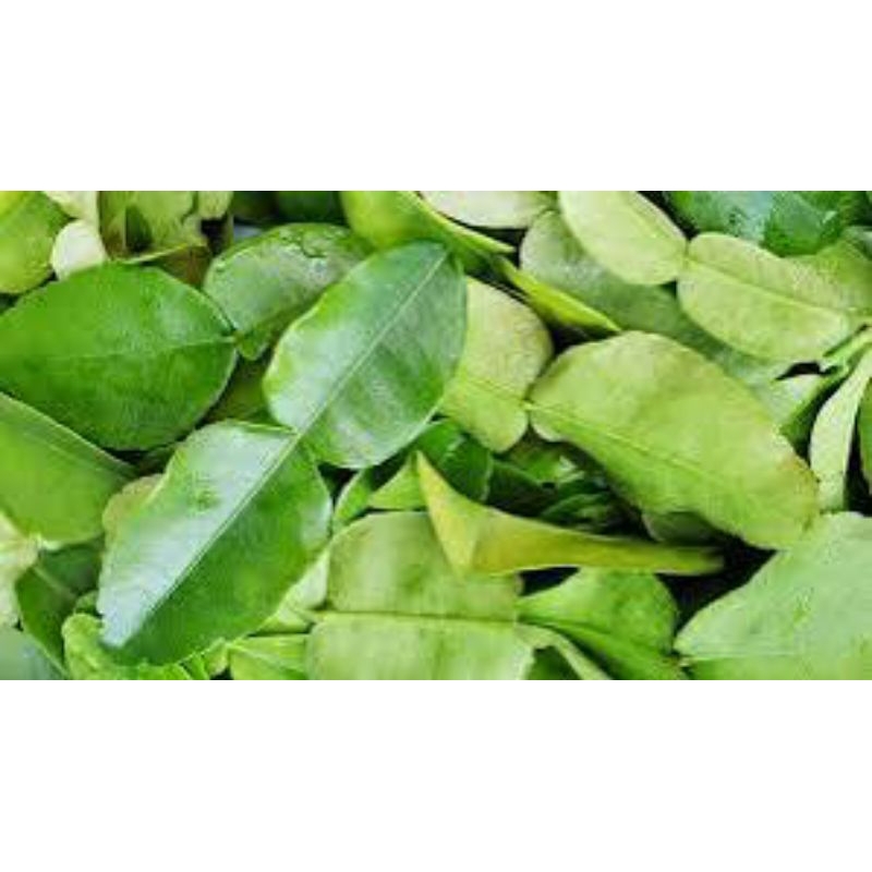 

daun jeruk segar 300grm