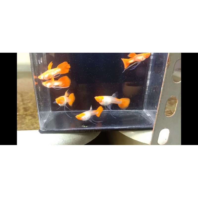 Pakan Guppy Albino Koi ribbon Genetik Red Ear Pasangan