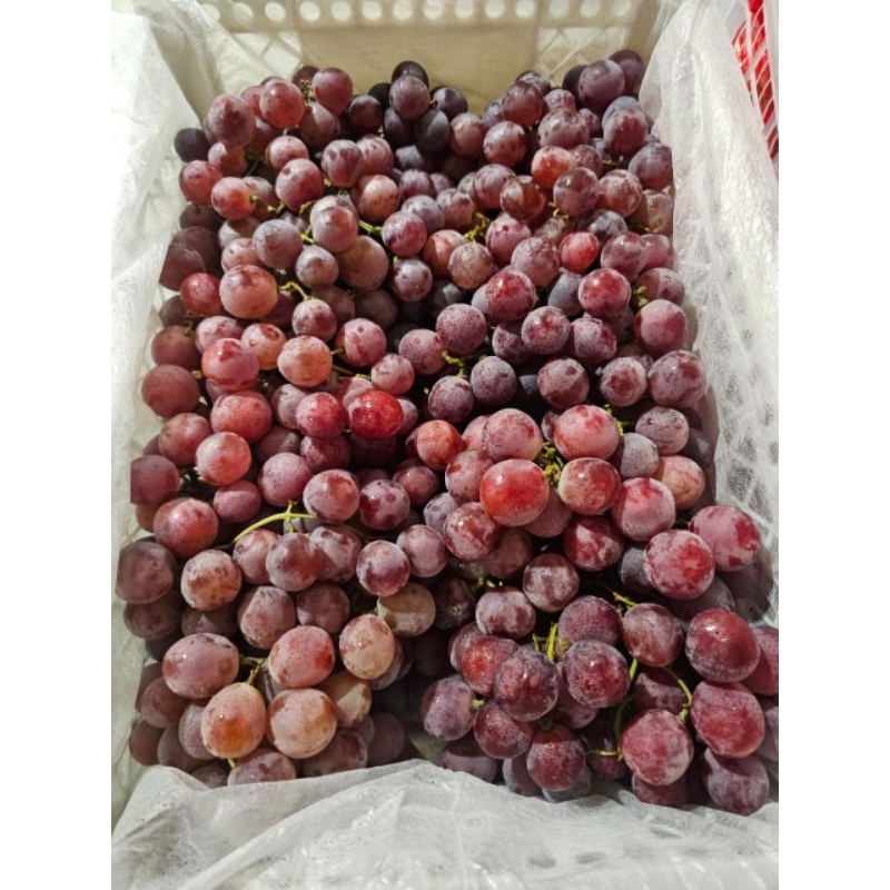 

Anggur Red Globe 1kg