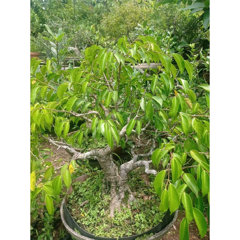 BONSAI BERINGIN BENJAMIN