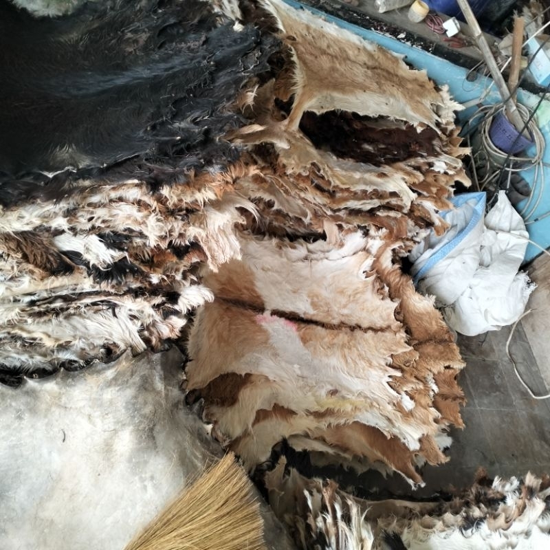 kulit bulu kambing lerinv