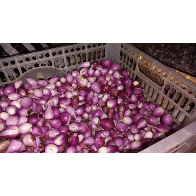 

Bawang goreng ami ziad krispi 170gr
