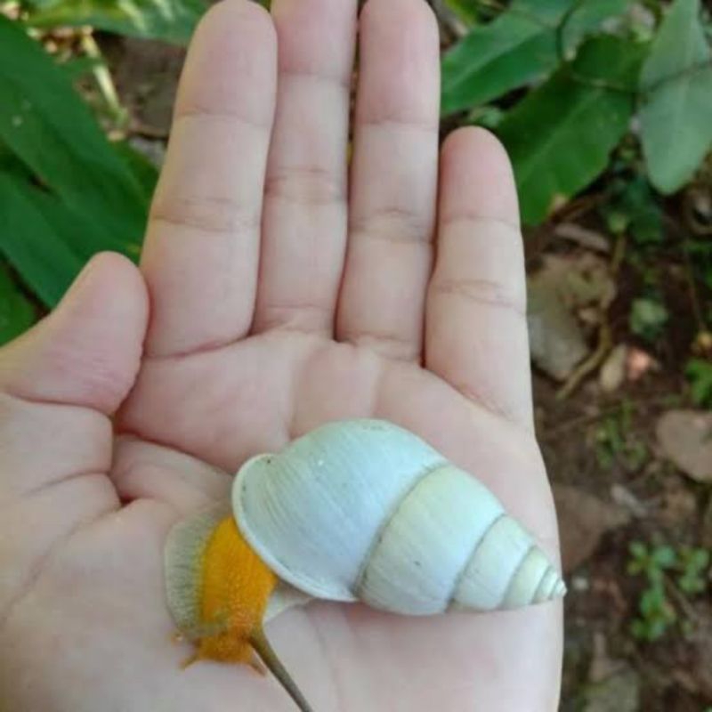 bekicot albino lucu langka