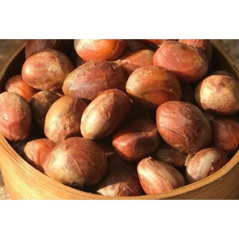 benih buah nangka atau cempedak, paket 20 biji benih siap tanam / cempedak / nangka / batu buah nang