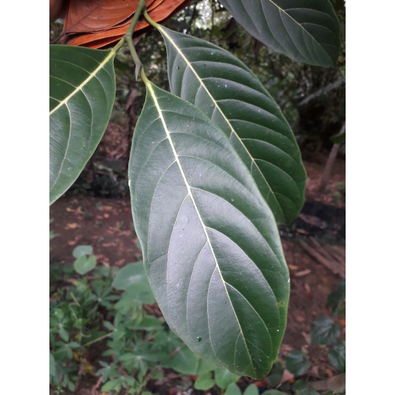 

(DAUN NANGKA) Daun Nangka segar dan kering, untuk kerajinan.