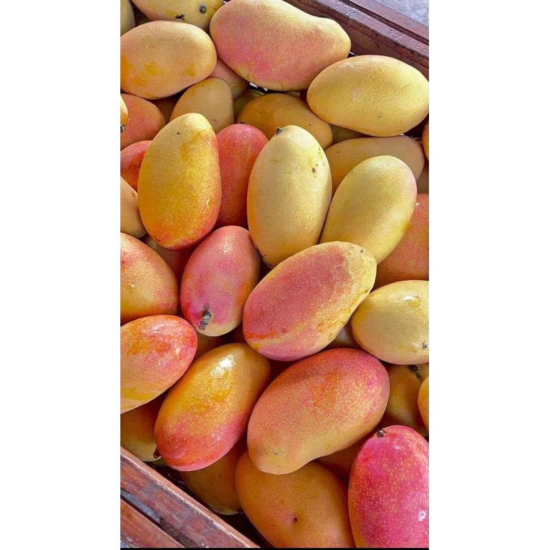 

Mangga Podang Gunung Masak Pohon Berat 1 Kg