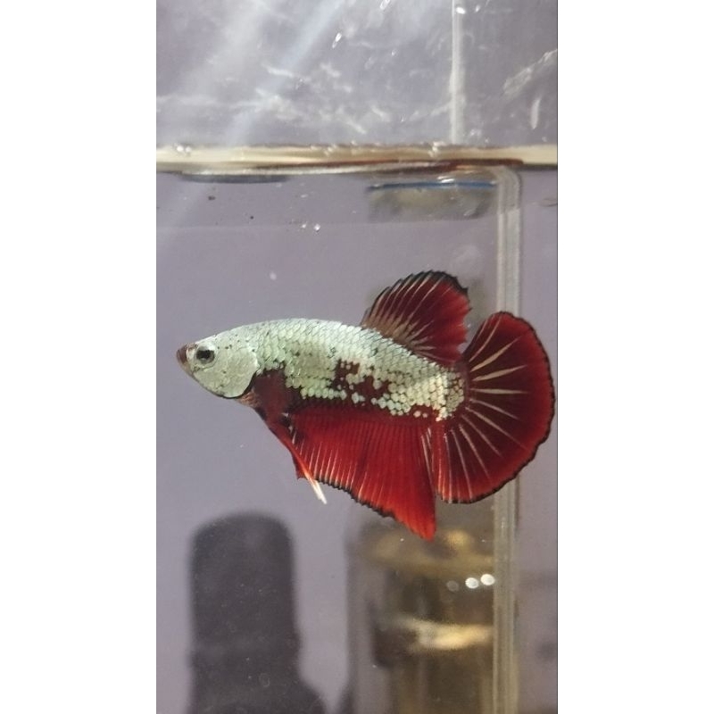 Ikan Cupang Red samurai