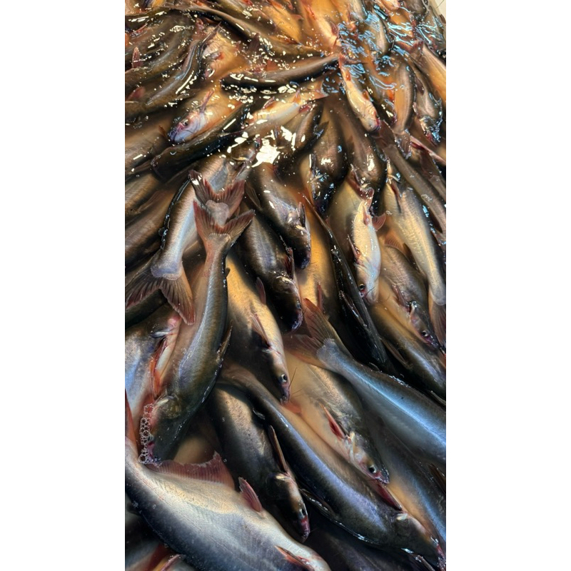 

Ikan Sungai - Lele Segar - IKAN PATIN