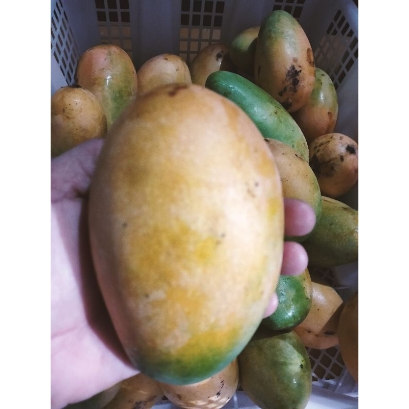 

Mangga Podang Kediri 1kg