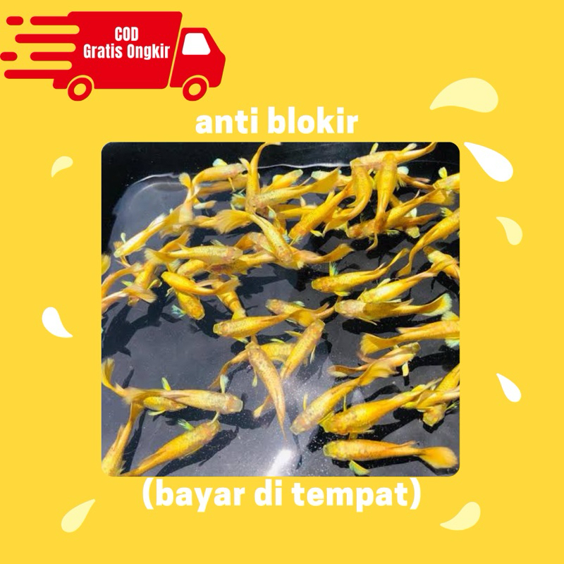 penghias aquarium sepasang guppy super gold